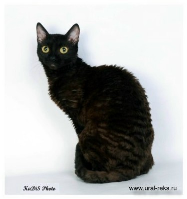 Ch. Margot Uralochka